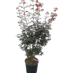 Acero giapponese H 110 cm vaso Ø 15 l