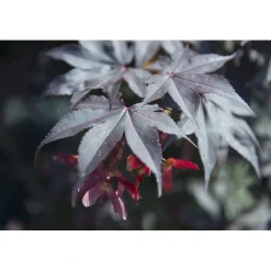 Acero palmato Bloodgood cespuglio h 60/80 cm