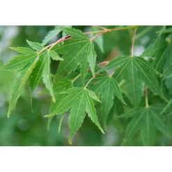 Acero palmato Sangokaku Senkaki cespuglio h 100/150 cm