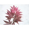 Acero palmato Skeeters Broom bonsai 30/40 cm