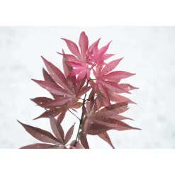 Acero palmato Skeeters Broom bonsai 30/40 cm