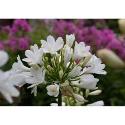 Agapanthus "Ever White"