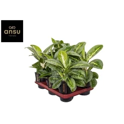 Aglanoemalemon Mentha Verde Vaso 12 cm
