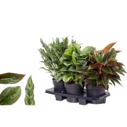 Aglaonema mix vaso Ø 19 cm