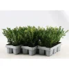 Agrifoglio giapponese Jenny confezione da 6 Ilex crenata