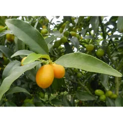 Albero da frutto Kumquat Citrus fortunella h 60/70 cm