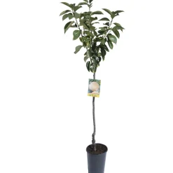 Albero da frutto Cachi vaso 6 l