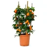 Albero da frutto Citrus volkameriana con frutti forma a cerchio