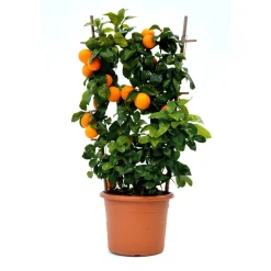 Albero da frutto Citrus volkameriana con frutti forma a spalliera