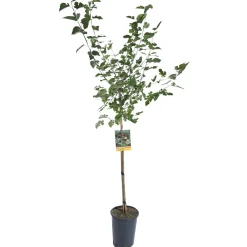 Albero da frutto Gelso vaso 6 l