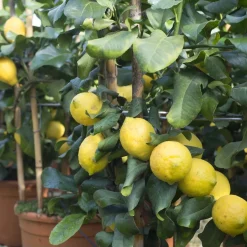 Albero da frutto Limone forma a cerchio