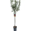 Albero da frutto Melo vaso 6 l