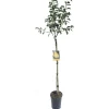 Albero da frutto Pero vaso 6 l