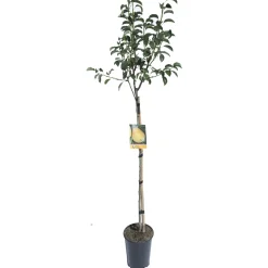Albero da frutto Pero vaso 6 l