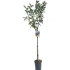 Albero da frutto Susino vaso 6 l