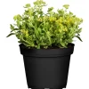 Alisso Aurinia saxatilis giallo vaso Ø 13 cm
