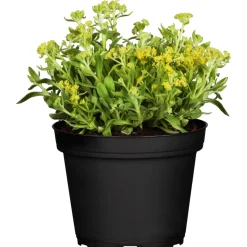 Alisso Aurinia saxatilis giallo vaso Ø 13 cm