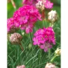 Armeria maritima rosa vaso Ø 13 cm