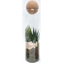 Arr 2pp in vaso 9 cm