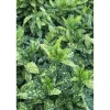 Aucuba japonica `Crotonifolia Gold`