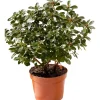 Azalea japonica chioma 27-30 cm