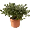 Azalea japonica chioma 45-50 cm