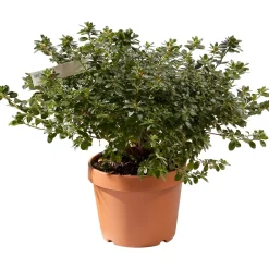 Azalea japonica chioma 45-50 cm