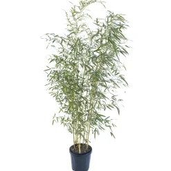 Bambù gialla