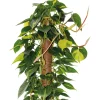 Bastone muschiato 100 cm Ø 50 mm