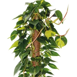 Bastone muschiato 150 cm Ø 50 mm
