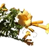 Bignonia Yellow Trumpet