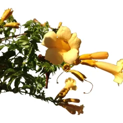 Bignonia Yellow Trumpet