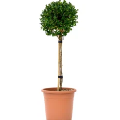 Bosso mini alberetto h 30/40 cm