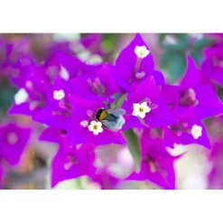 Bougainvillea Glabra Sanderiana forma a palla h 60 cm