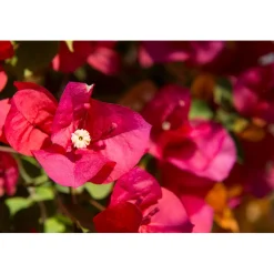 Bougainvillea Scarlett OHara forma a cono h 120 cm