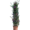 Bouganvillea glabra sanderiana