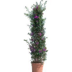 Bouganvillea glabra sanderiana