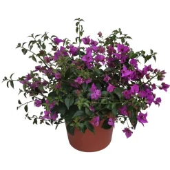 Bouganville cespuglio ø 30 cm