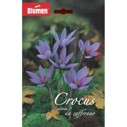 Bulbo zafferano Blumen 10 pz