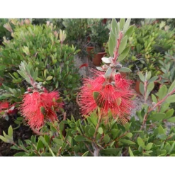 Callistemon laevis cespuglio h 60/80 cm