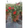 Callistemon masotti `Mini Red`