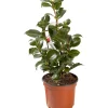 Camelia Japonica h 20-30 cm