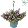 Campanula Adansa Rosa In vaso 19 cm