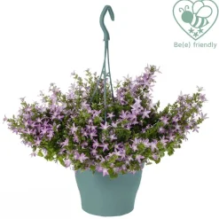 Campanula Adansa Rosa In vaso 19 cm