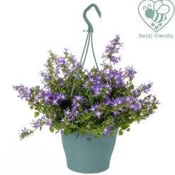 Campanula Adansa Viola in Cesto vaso 27 cm