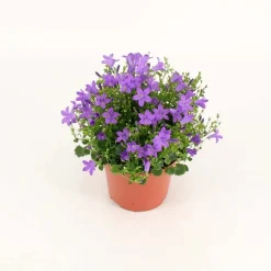 Campanula Addenda Adansa Blue vaso 12 cm