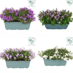 Campanula Addenda vaso 27 cm