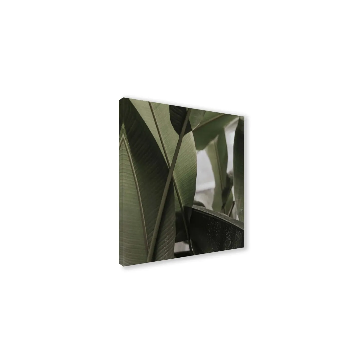 Canvas 30x30 cm set foglie c