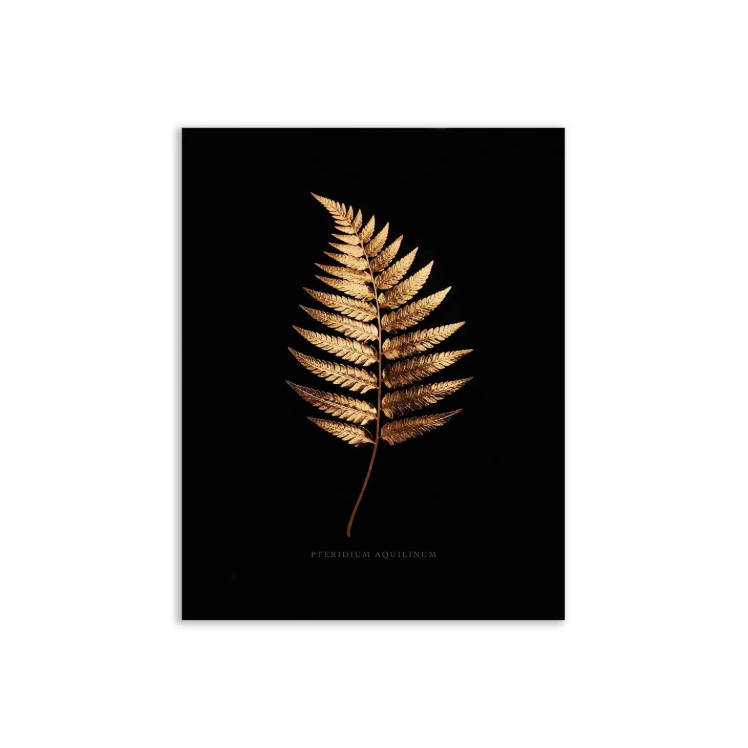 Canvas 30x40 cm set oro - felce