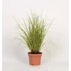 Carex Morrowii Aureovariegata Vaso 10,5 cm